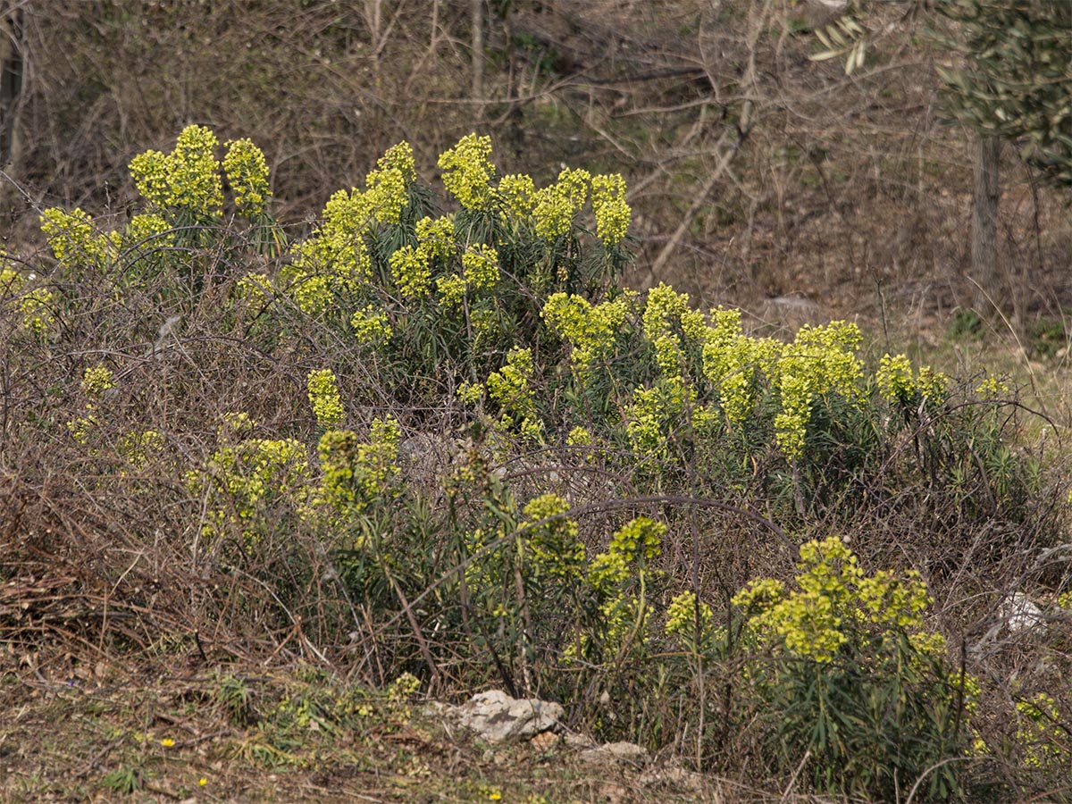 Euphorbia wulfenii